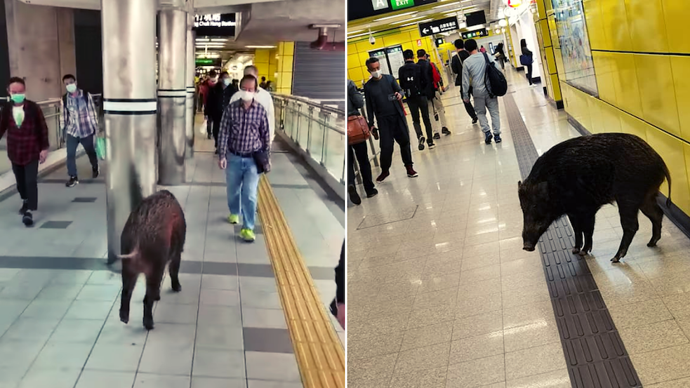A wild boar was spotted walking through Wong Chuk Hang Station Tuesday morning. Photo: Facebook/Ken Tso