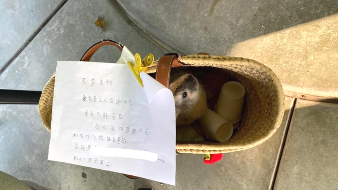 The owner clipped a note to the basket that said the rabbit could not be brought into Disneyland or stored in the park’s locker. Photo: Apple Daily