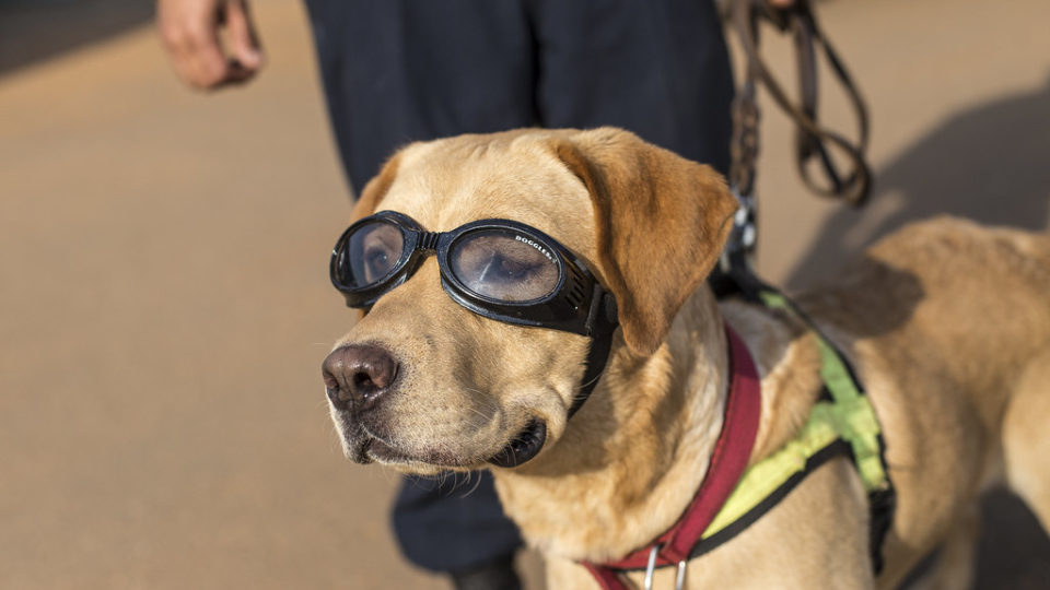 File photo of a pro dog wearing his safety ‘doggles.’ Photo: United Nations