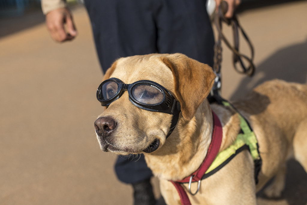 File photo of a pro dog wearing his safety ‘doggles.’ Photo: United Nations