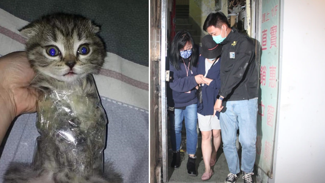 The woman said in a post online that she wrapped the six-week-old kitten because she wanted to cuddle with it in bed. Photos via Apple Daily