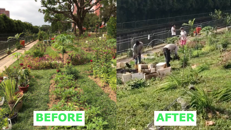 At left, the neighborhood garden before being removed, and workers plowing it yesterday morning, at right. Photos: Fang Shihan/Facebook
