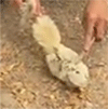 Extreme squirrel CPR close-up.
