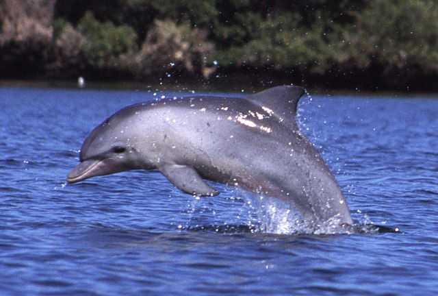 Photo of the Indo-Pacific bottlenose dolphin (Tursiops aduncus). The species is listed as near-threatened by the IUCN. Photo: Wikimedia Commons