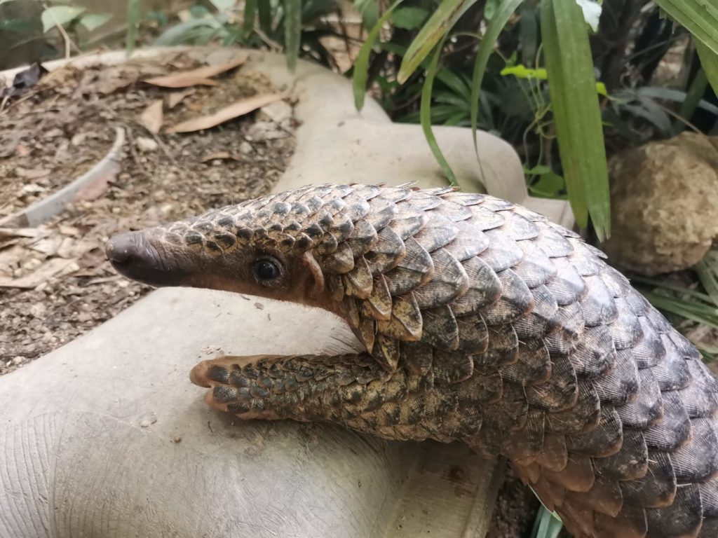 A pangolin was found crossing Bukit Timah Road in March. Photo: ACRES