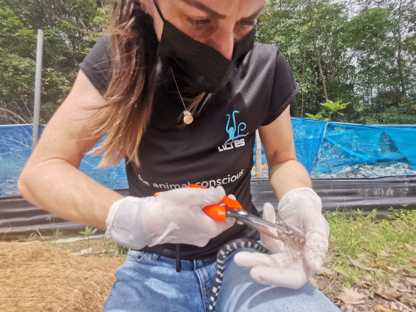 An ACRES volunteer frees a red-tailed pipe snake on Jan. 28, 2020 in Choa Chu Kang. Photo: ACRES