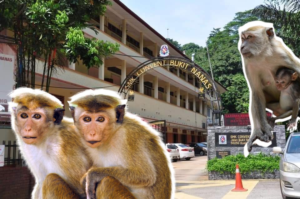 The exterior of CBN’s secondary school, edited with photos of monkeys. Photo: Coconuts
