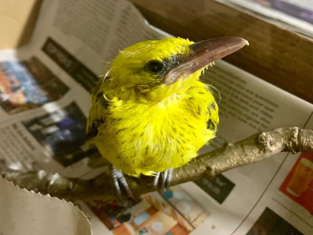 Black-naped oriole rescued from Serangoon in March. Photo: Robin Hicks