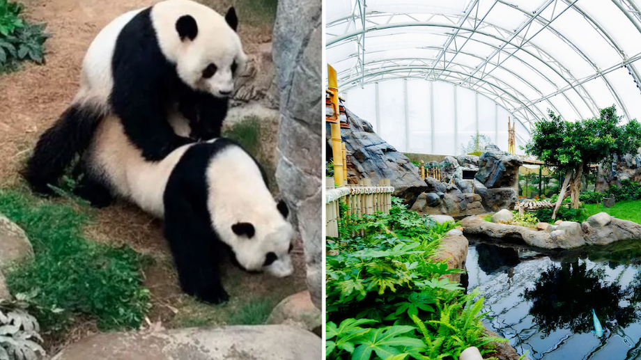Ocean Park’s Giant Panda Adventure exhibit is temporarily closed for the lovebirds’ annual mating season. Photos via Ocean Park