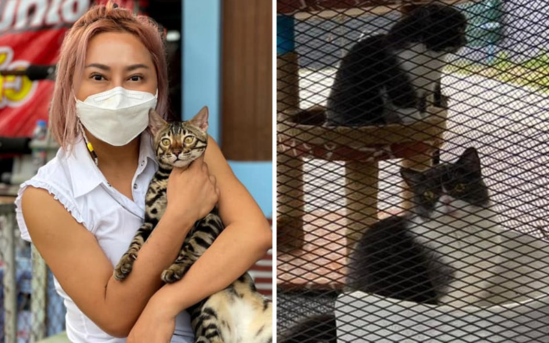 Nutch Prasopsin holds a bengal cat today, at left. At right, some of the kitties as they were discovered earlier this year. Original images: Kingdom of Tigers, Thai PBS