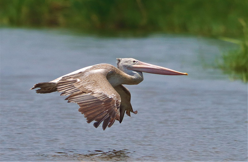 Again, not a stork. Pelican. Spotted Bill, they call me.