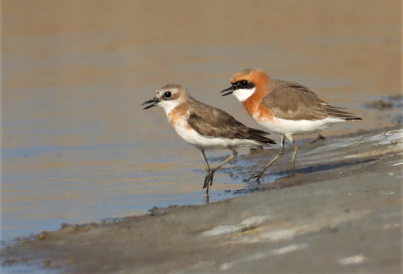 Why do they have to call us Lesser Sand Plovers? I've seen the 'Greaters.' They're not all that. 