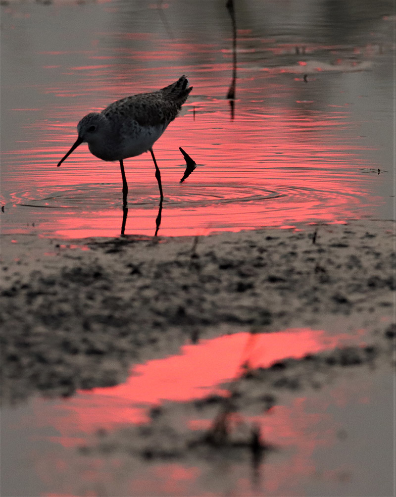 The legs of the Marsh sandpiper, aka Tringa stagnatilis, evolved over centuries to make for amazing sunset photos.