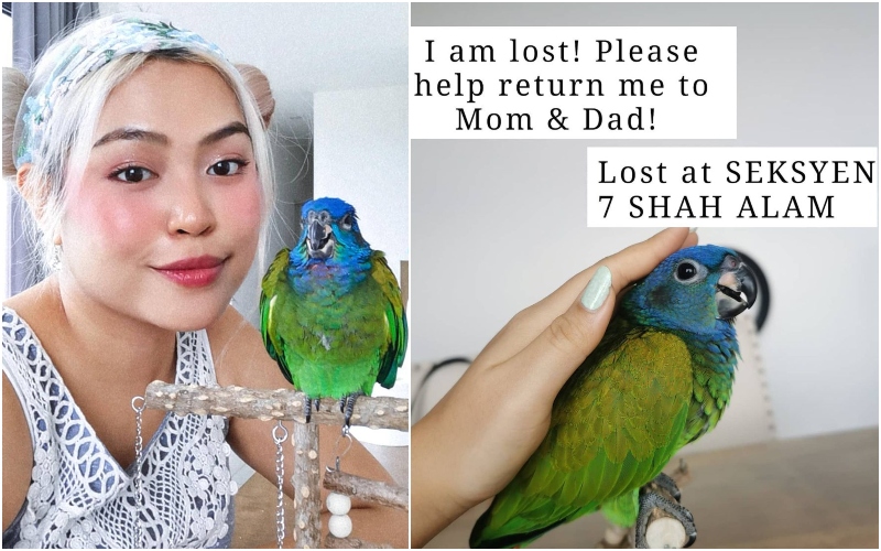 Reina Lum and Neo the parrot, at left. And a notice of Neo’s disappearance, at right. Photos: Reina Lum