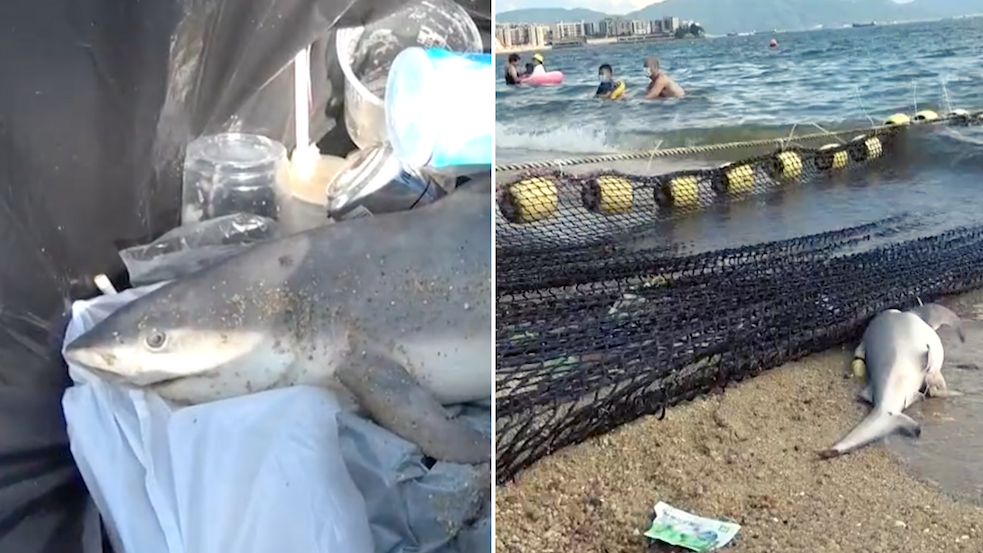 A beachgoer picked up the shark and threw it in the bin before Leisure and Cultural Services (LCSD) personnel arrived at New Cafeteria Beach in Tuen Mun. Photos: Apple Daily