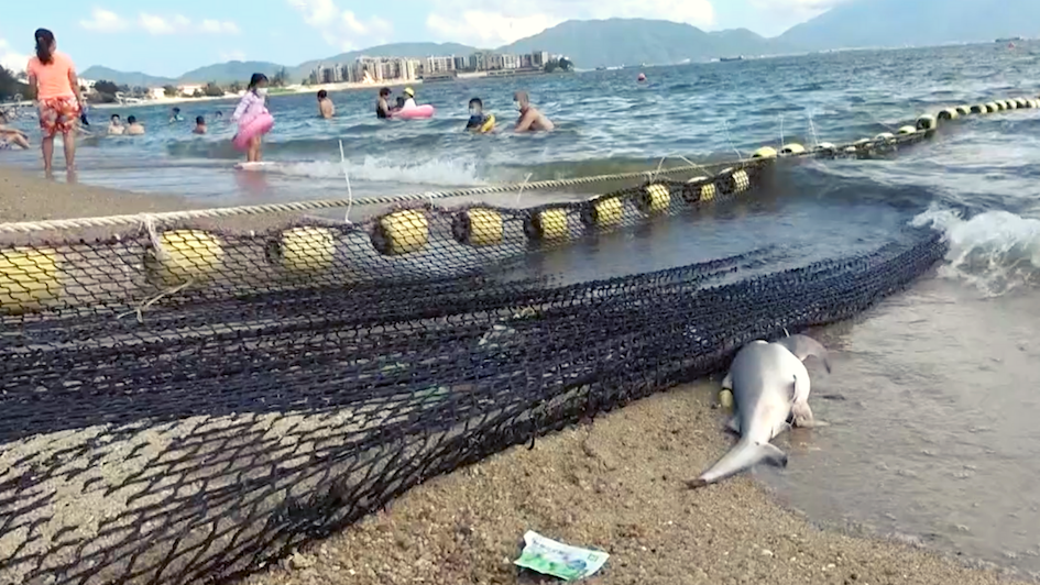 The shark was spotted next to the safety nets on the beach. Photo: Apple Daily