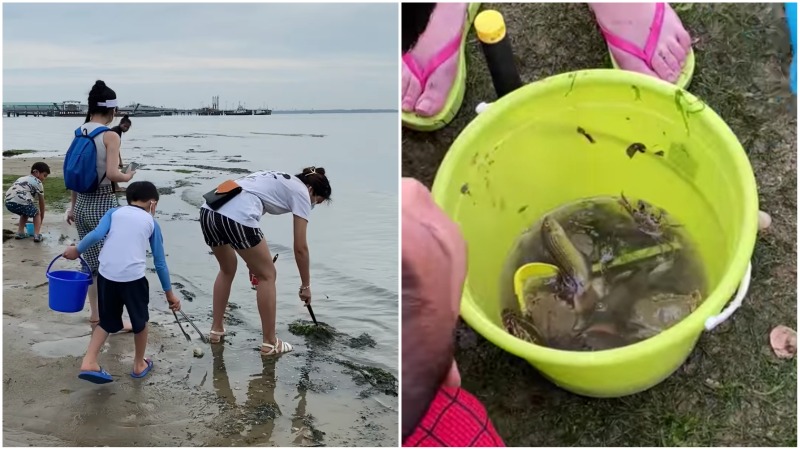 At left, beach-goers digging up marine life with tongs and sticks yesterday morning and a pail full of fish and crabs, at right. Photo: Daphne Ting/Facebook
