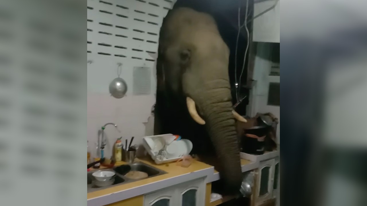 Elephant appears in a man’s kitchen in Thailand on June 20, 2021. Photo: Kittichai Boodchan/Facebook