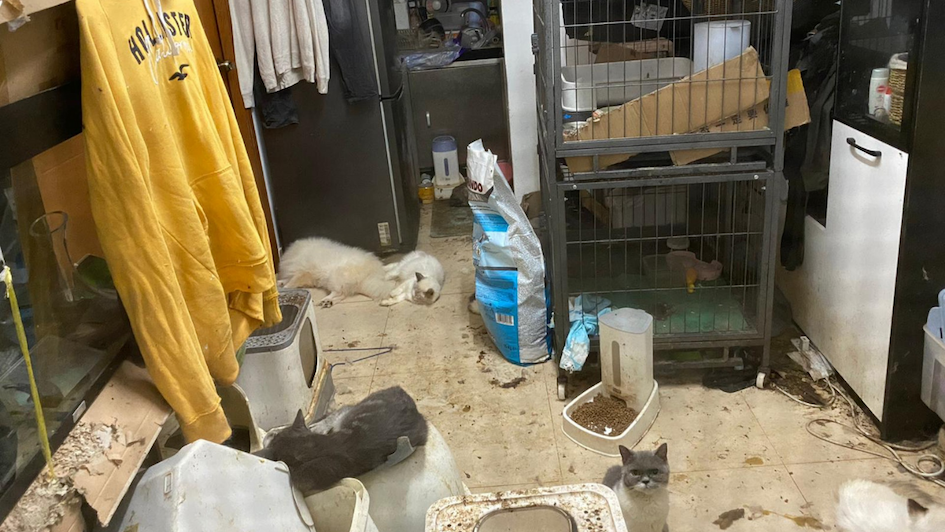 The pets were found living in grimy conditions, reeking with the smell of rubbish and feces, in a village house in Fanling. Photo: HK Paws Guardian