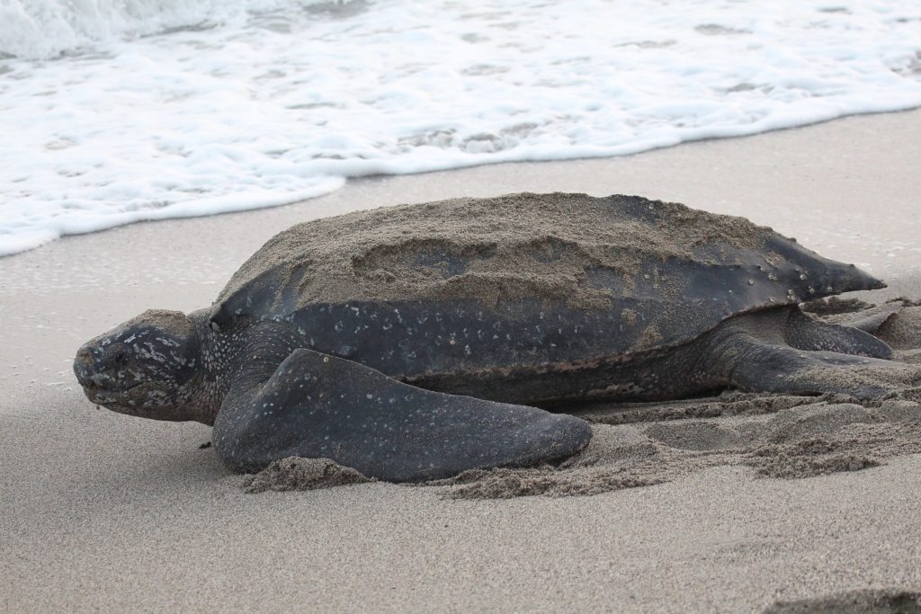 Leatherback turtle in a photo dated April 28, 2015. Photo: Alastair Rae