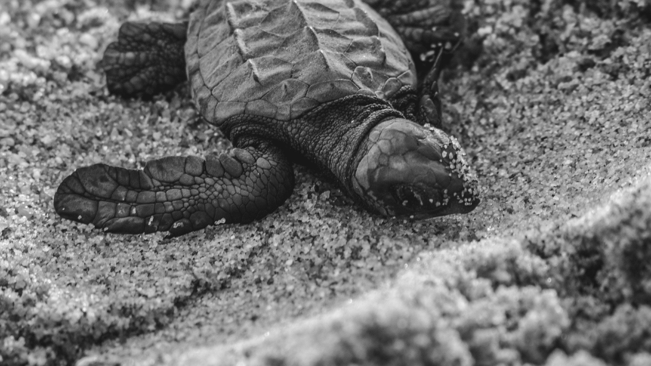 File photo of a turtle hatchling on a beach. Photo: Alfonso Navarro