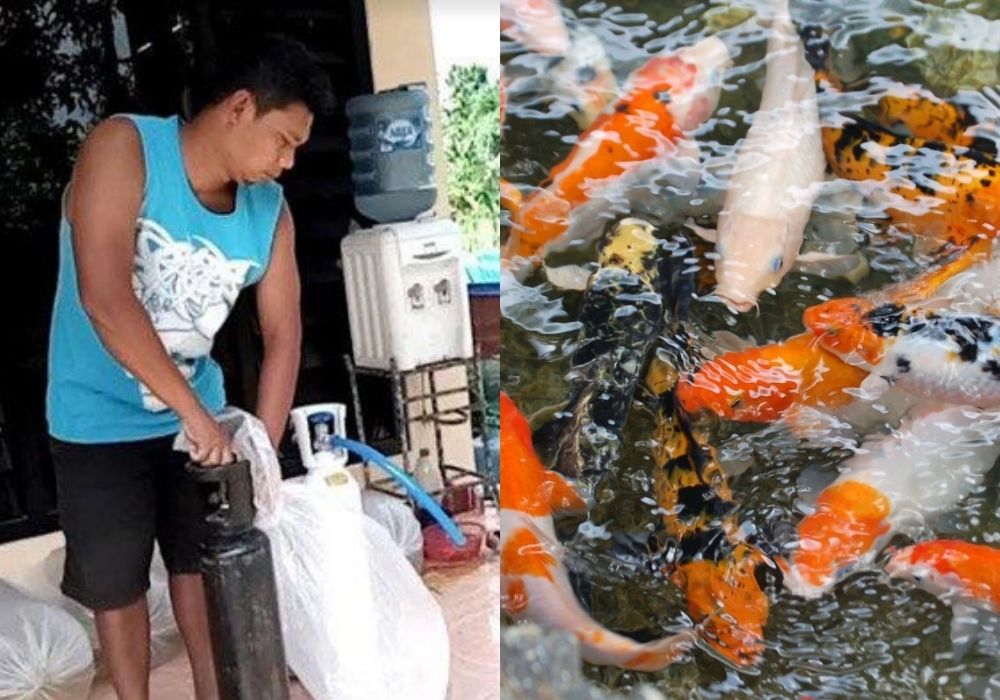 The leader of a koi breeders community in Tulungagung, East Java handling oxygen tanks. Photo: Istimewa