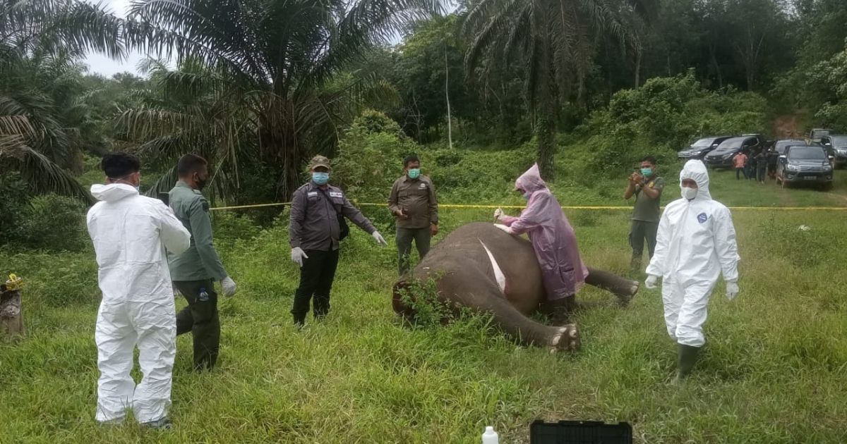A decapitated Sumatran elephant was found in Aceh province this week, with authorities suspecting that the endangered animal was killed for its tusks after finding traces of poison in its digestive system. Photo: Istimewa