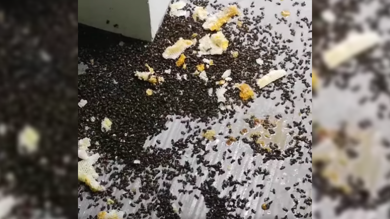The aftermath of the bee extermination in Sengkang. Photo: Nutrinest/Facebook
