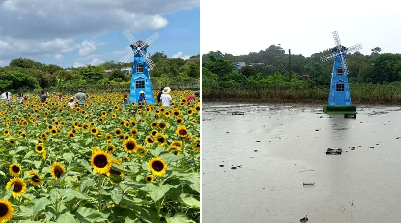 The sunflower field, located in Yuen Long, is a popular Instagram photography spot in the summer. Photos: Facebook/shunsumyuen