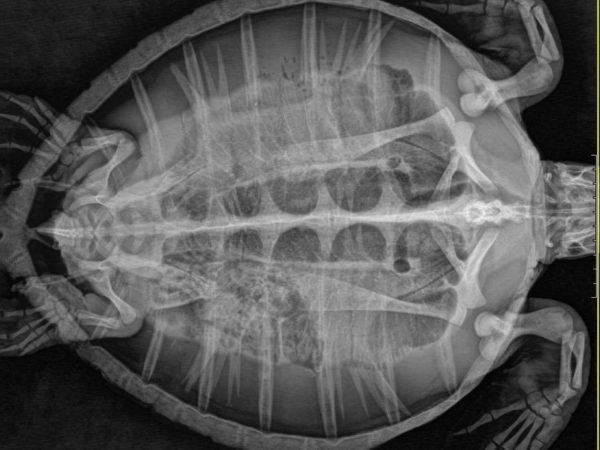 An x-ray shows trashes inside the stomach of the young green sea turtle.