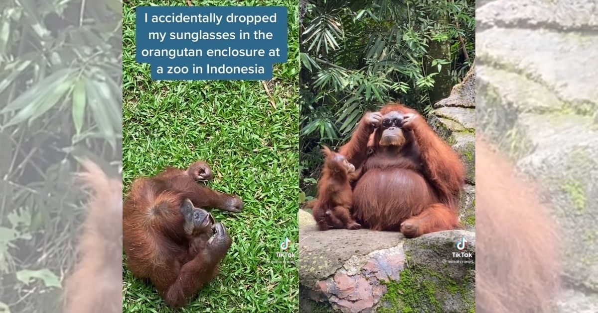 The TikTok, originally posted by user Lola Testu who goes by @minorcrimes on the platform, shows a female orangutan trying on a pair of sunglasses Testu said she’d dropped by accident into the primate’s enclosure in an Indonesian zoo. Screenshots from TikTok/@minorcrimes