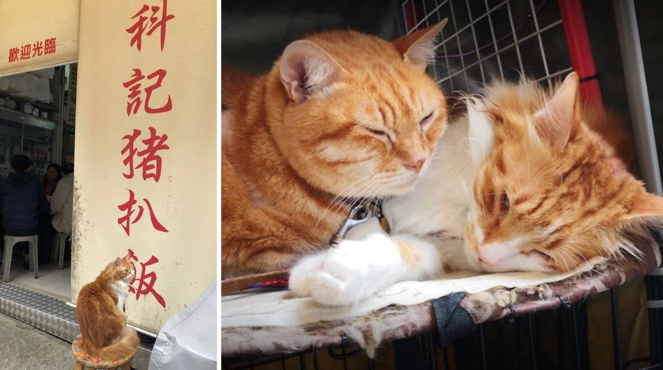 The restaurant’s beloved feline mascots, Ah Loi and Ah Bo, have been missing since December. The owPhotos: Openrice/al!ce (left), Google/Charmine Wong (right)