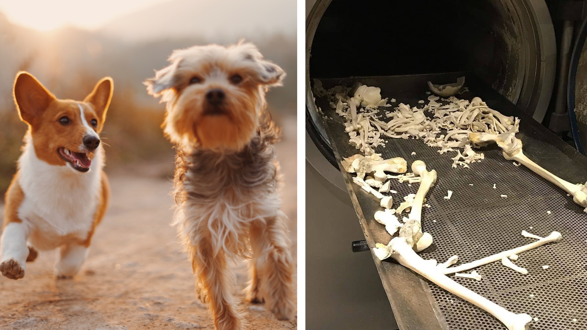 File photo of dogs on the left, and human bones left from aquamation. Photos: Alvan Nee, Water Cremation Ireland