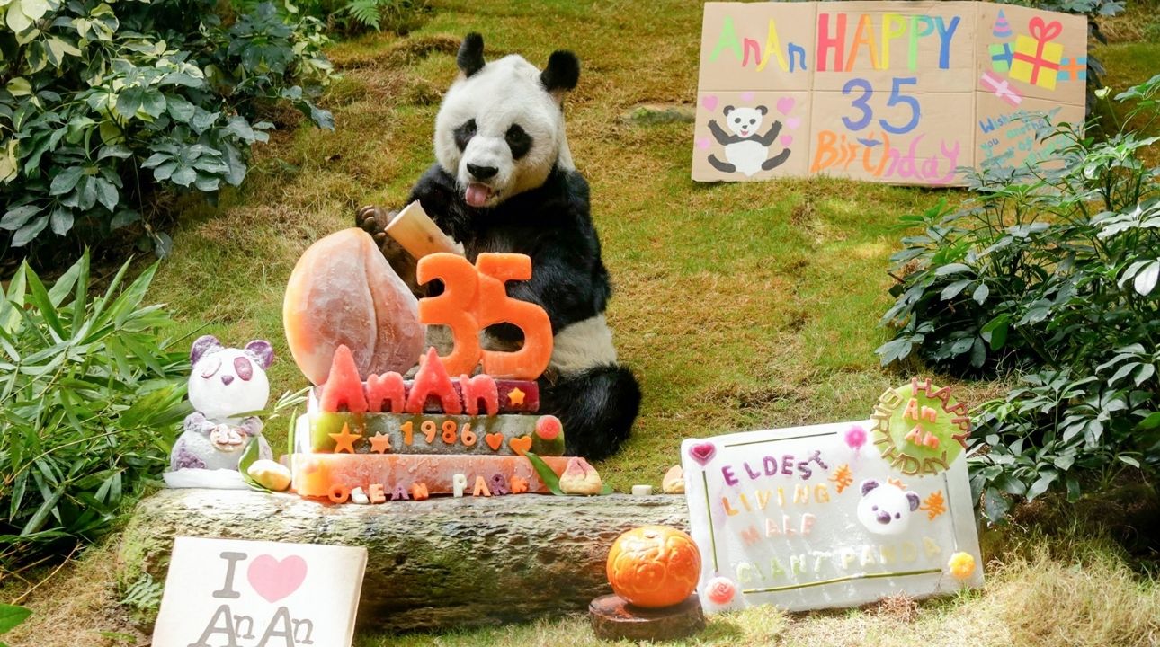 Ocean Park celebrated giant panda An An’s 35th birthday with a cake made of his favorite food. Photo: Facebook/Ocean Park