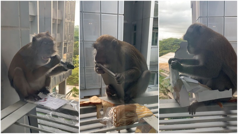 A monkey chews on a tablet at a Nanyang Technological University dorm. Photos: Jeff_98/Reddit
