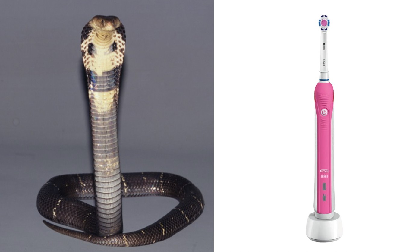 Black spitting cobra, at left, and electric toothbrush, at right. 