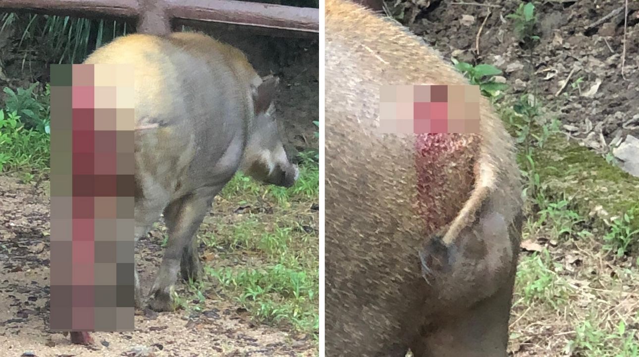The boar’s buttocks appeared to have been punctured by a sharp weapon. Photos: HK01