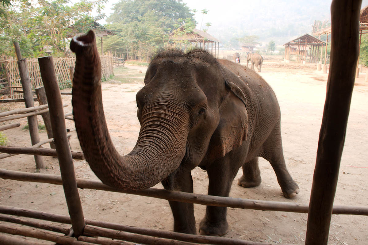 File photo of an elephant at Elephant Nature Park in Chiang Mai. Photo: Christian Haugen
