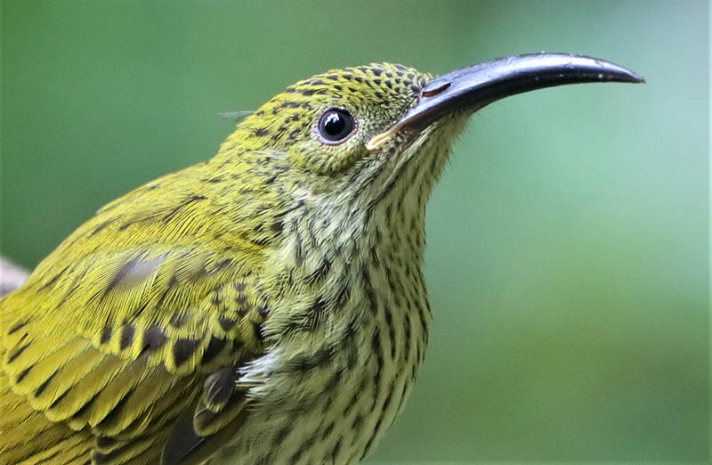 The Streaked Spiderhunter was named thus for its refusal to wear anything while hunting spiders on Doi Inthanon.