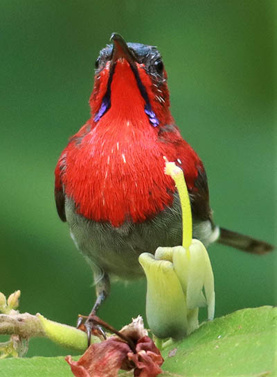 Crimson Sunbirds? Crimson Sunbirds!