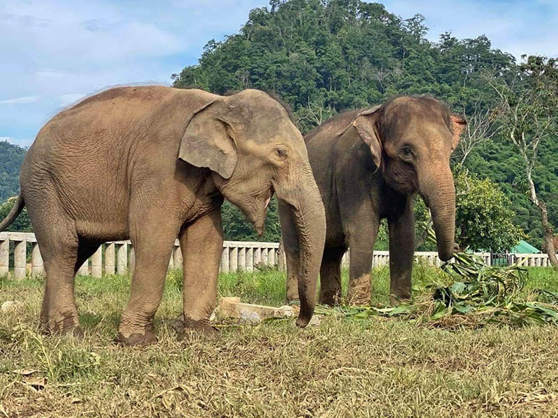 Tang Mo and Sang Mueng enjoying their new lives at Elephant Nature Park in Chiang Mai. Photo: Save Elephant Foundation
