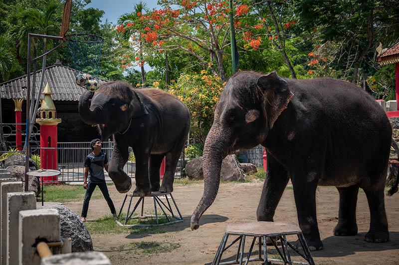 Tang Mo and Sang Mueng once entertained tourists under the threat of the bull-hook at Phuket Zoo. Photo: Moving Animals