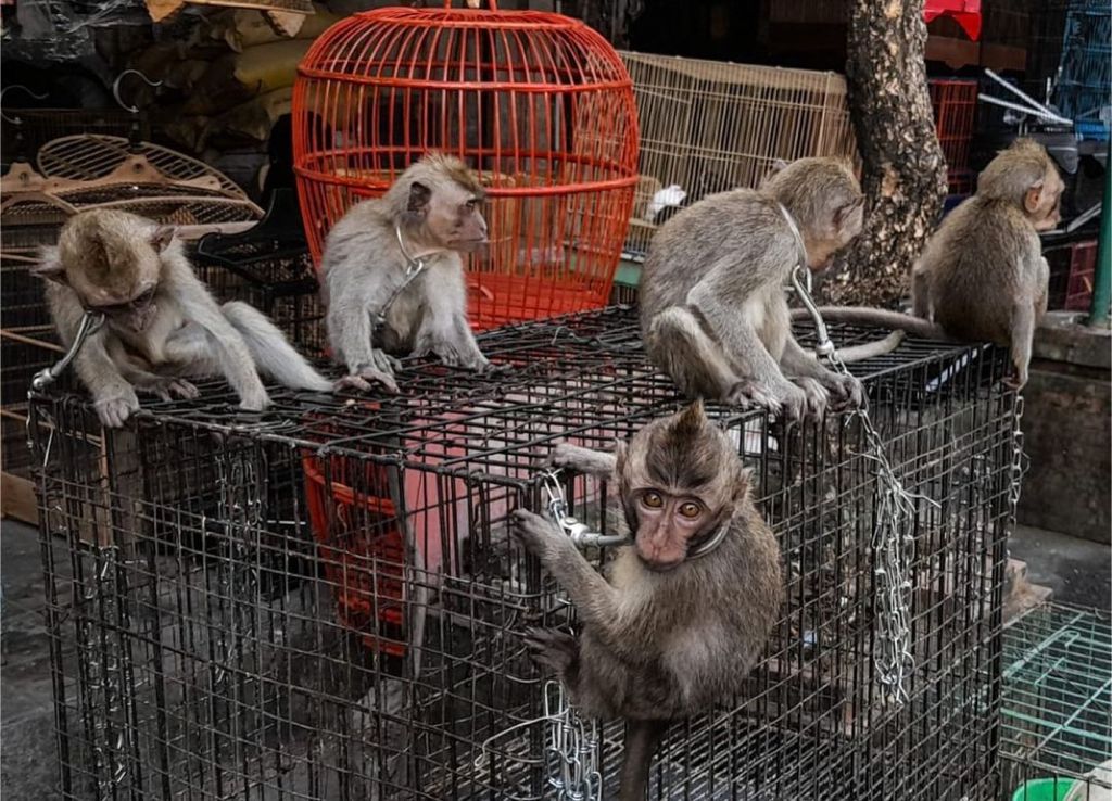 Baby primates are openly sold at the Satria Bird Market in Denpasar, Bali. Photo courtesy of the Jakarta Animal Aid Network (JAAN)
