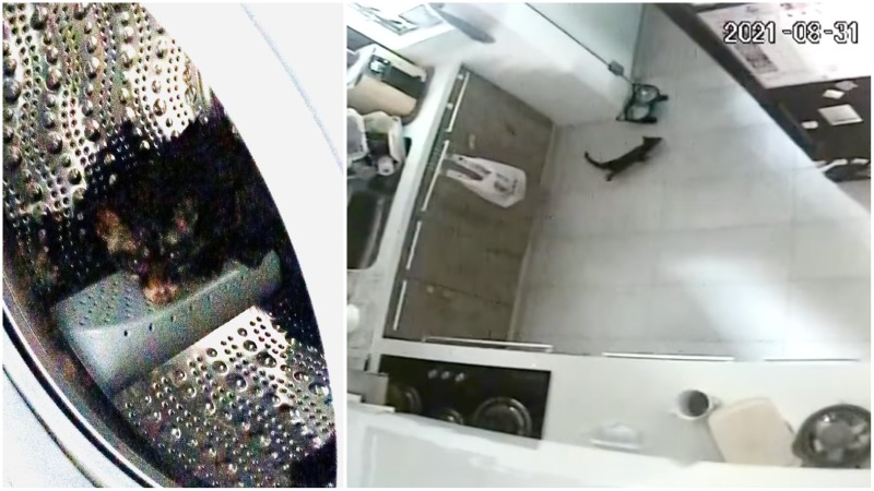 A photo of the civet in the home’s washing machine and home surveillance footage capturing it landing in the kitchen. Photos: Darren Teo/Facebook
