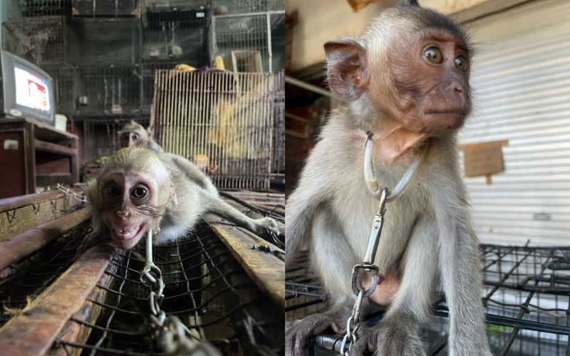 Baby primates are being sold openly at Satria Bird Market in Denpasar. Photos courtesy of JAAN.