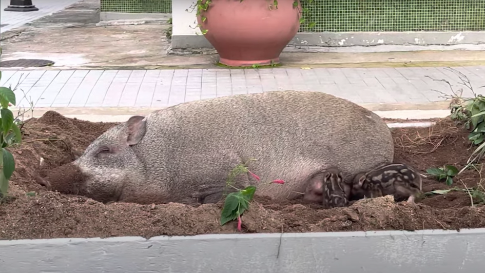 The video shows a mother boar nursing two baby piglets at Nan Fung Sun Chuen estate in Quarry Bay. Photo: YouTube/lab design