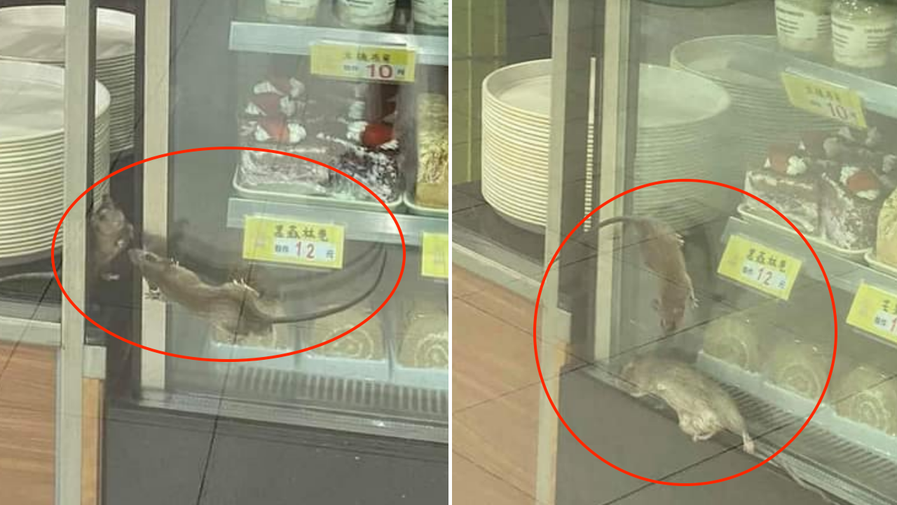The two rats were spotted in a bakery at Kwai Shing East Shopping Center. Photos: Facebook/Chi Woon Lam