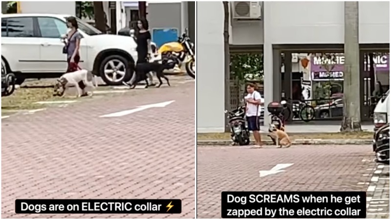 A tan colored dog cowers in apparent fear after being shocked by a collar in video stills. Images: Alfie Pan/Facebook
