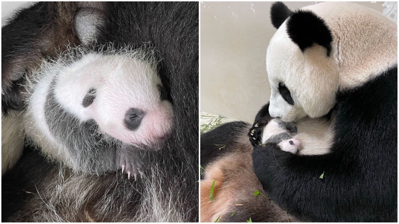 Jia Jia cradles her yet-unnamed male cub. Photos: Wildlife Reserves Singapore
