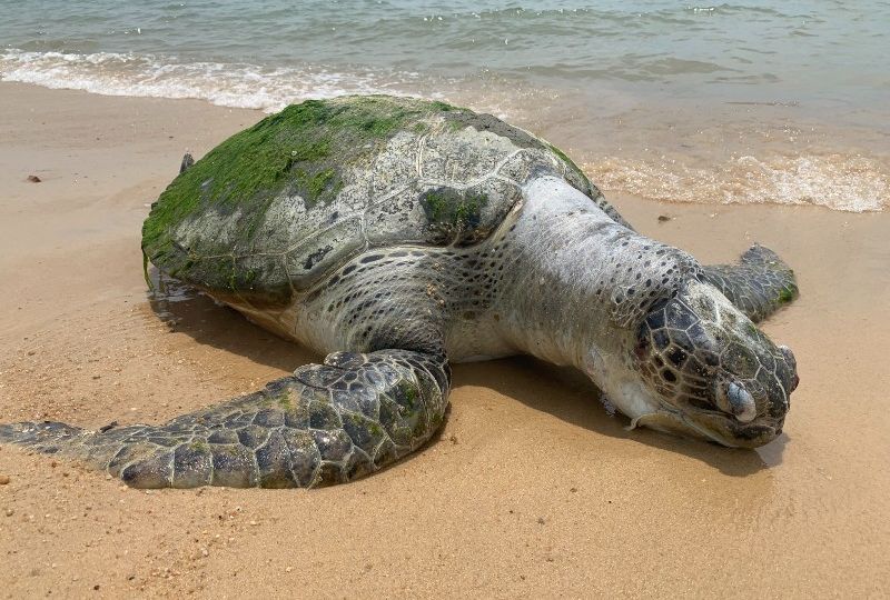 Dead sea turtle washes up on East Coast Park beach on Oct. 17, 2021. Photo: Robin Hicks